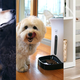 Illustration for article titled Six Great Smart Devices For Your Furry Friend